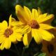 The Maple Leaf Cemetery Tall Grass Prairie Project Pollinator Enhancement Program