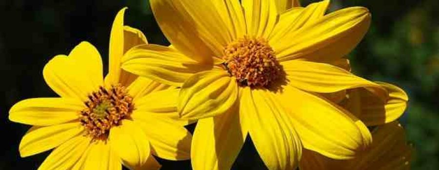 Maple Leaf Cemetery Jerusalem Artichoke