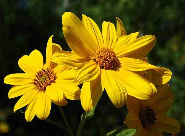 The Maple Leaf Cemetery Tall Grass Prairie Project Pollinator Enhancement Program