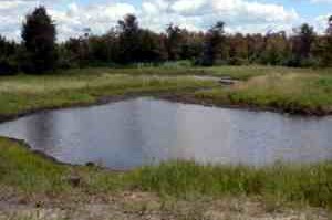 Wetland After