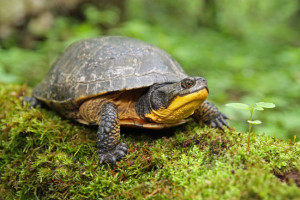 blandings turtle