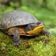 “Our Local Species at Risk!” Learn all about them & how to Help!