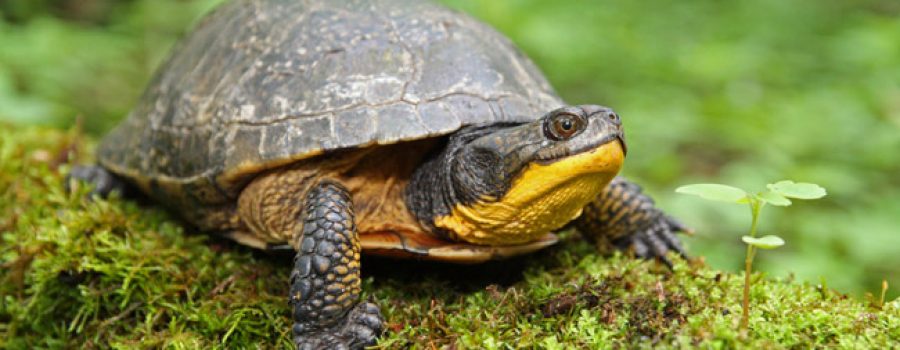 blandings turtle