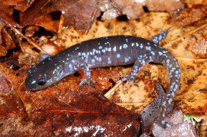 blue spotted salamander on leaf