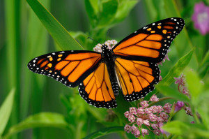 monarch butterfly on milkweed