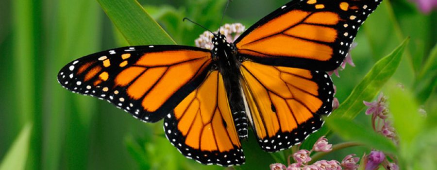 monarch butterfly on milkweed