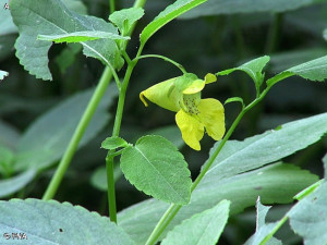 Yellow jewelweed flower