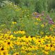 “Learn about Best Management Practices”  September 20th Trail Opening Ceremony at the Walter Devereux Conservation Area