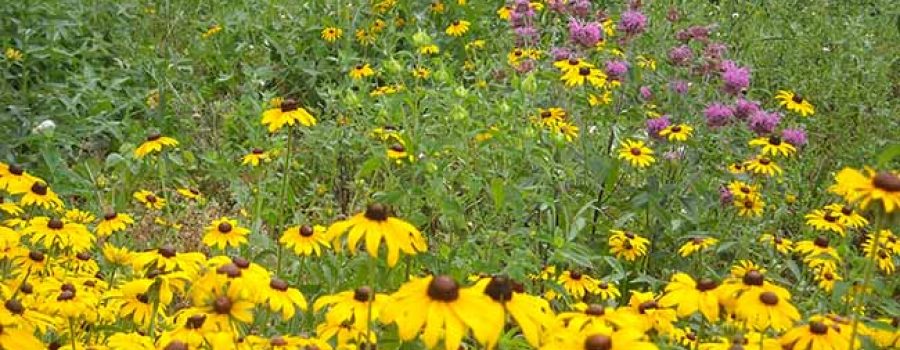 native wildflower garden