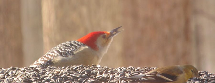 picture of Red-Bellied Woodpecker on a birdfeeder with a Goldfinch