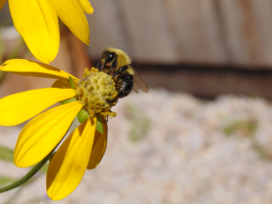 Lg Carpenter Bee