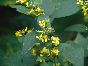 Sweat Bee