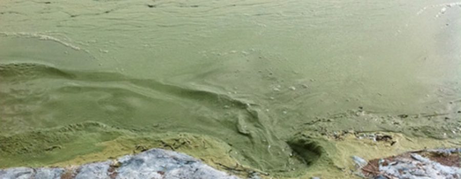 algal bloom