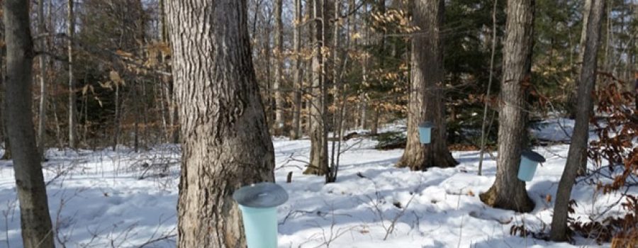 tapped maple tree