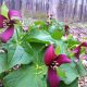 “Step into Nature”  Native Plants Workshop!