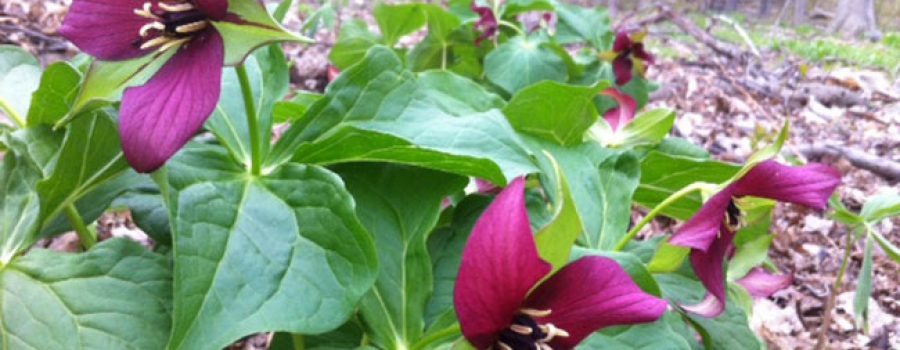 Red Trillium