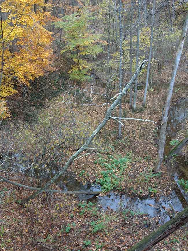 Carey Trail overlooking stream