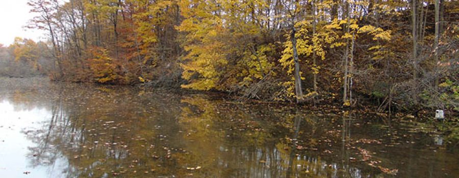 Eastwood Trail looking downstream from deck