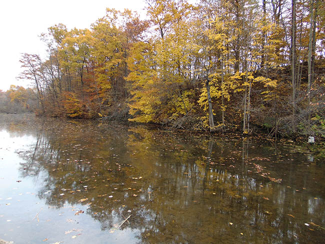 Eastwood Trail looking downstream from deck