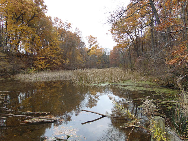 Eastwood Trail looking upstream from deck