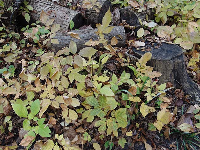 Eastwood Trail young trees & shrubs