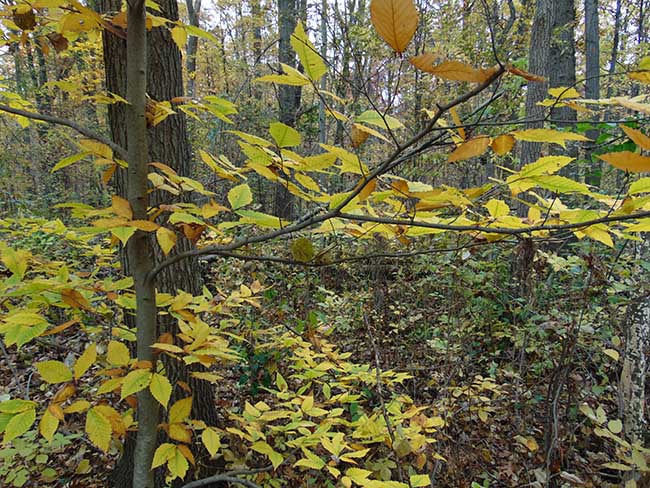 Eastwood Trail trees & shrubs