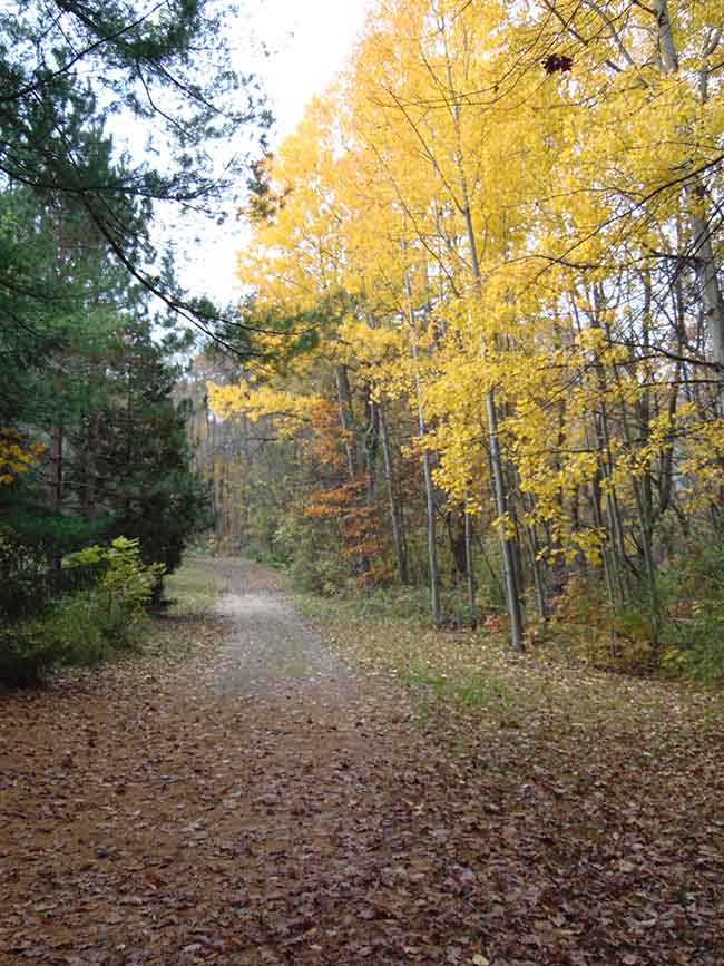 Longdo Trail trail to cabins