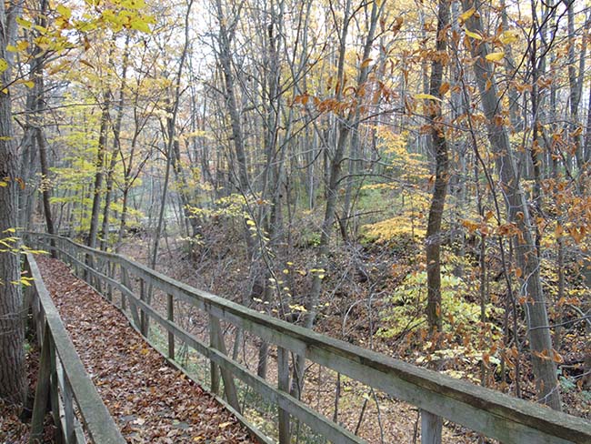 Millstream Trail heading down boardwalk