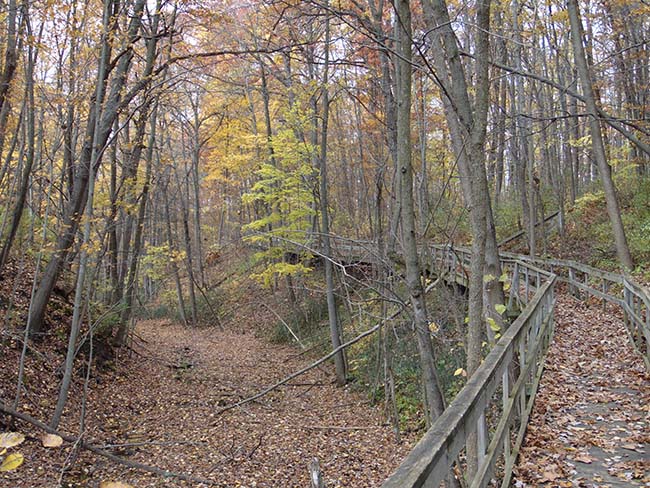 Millstream Trail boardwalk heading up