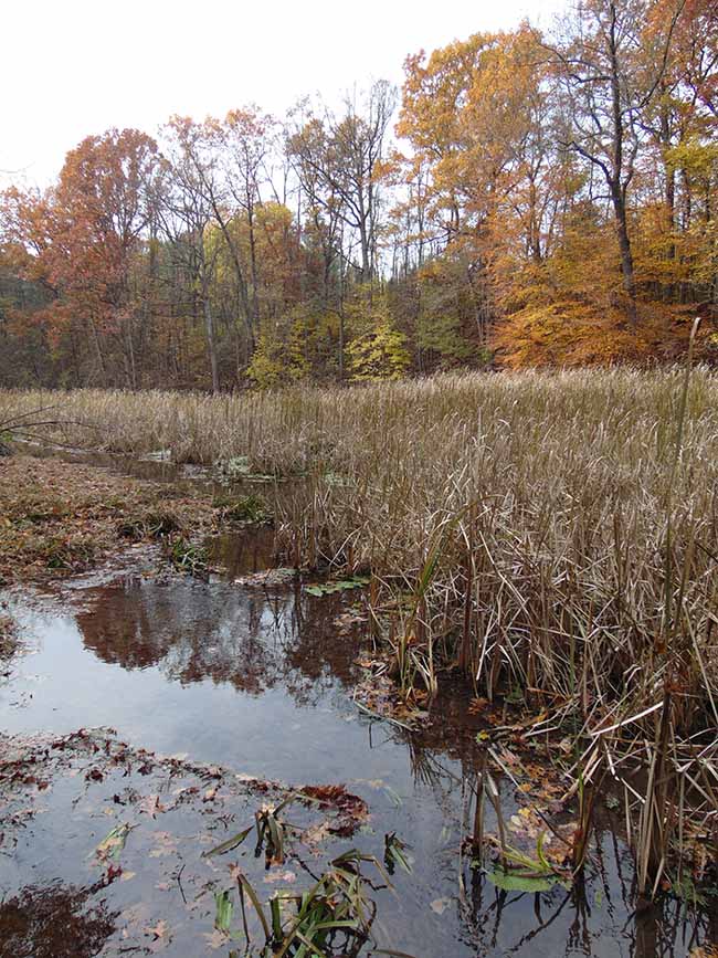 Millstream Trail marsh