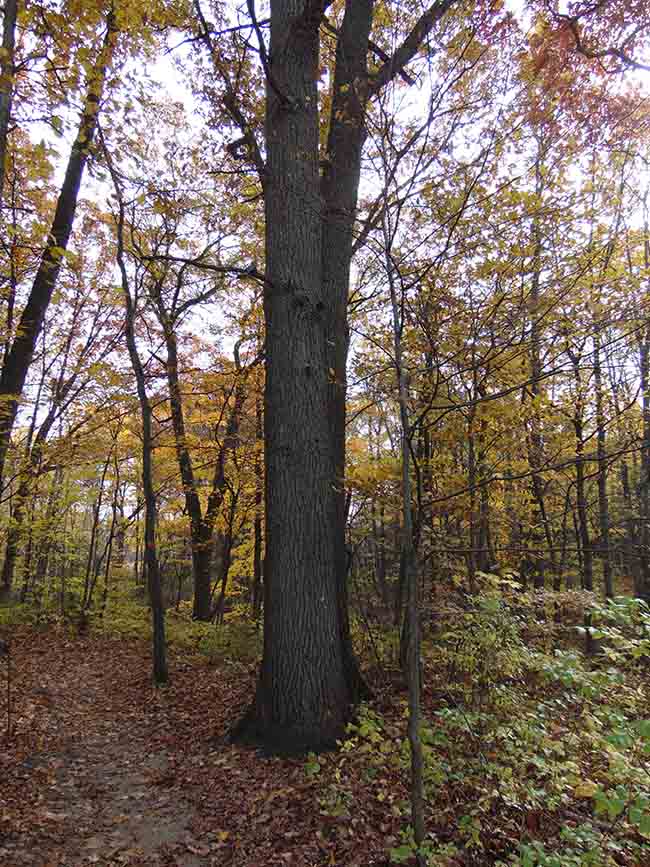 Millstream Trail large red oak