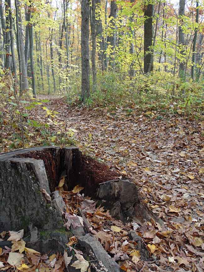 Millstream Trail stump