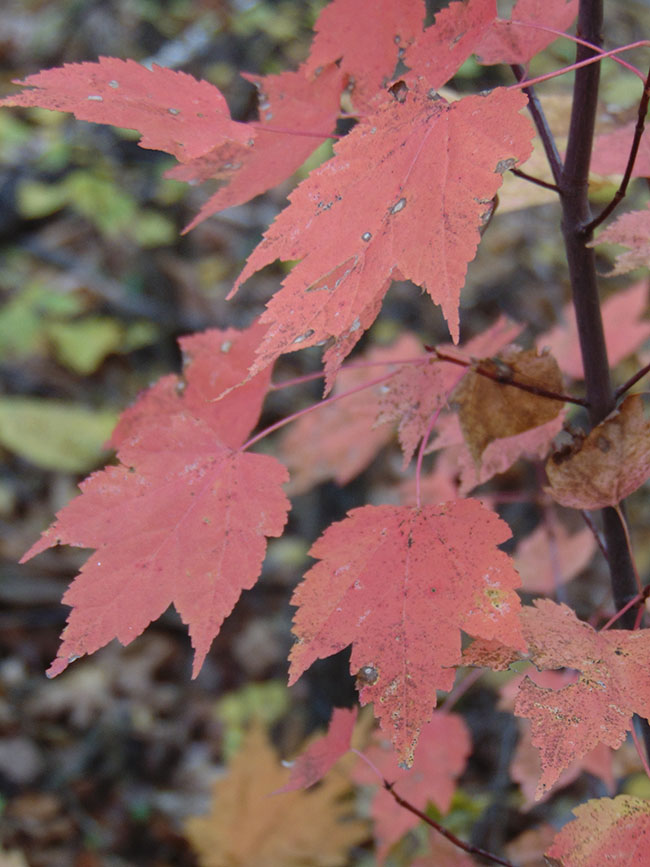 Pondview maple leaved viburnum