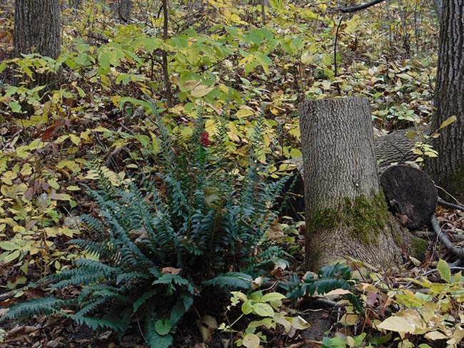 Pondview Trail fern