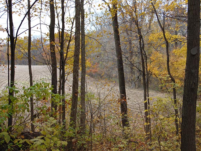 Pondview Trail view of field