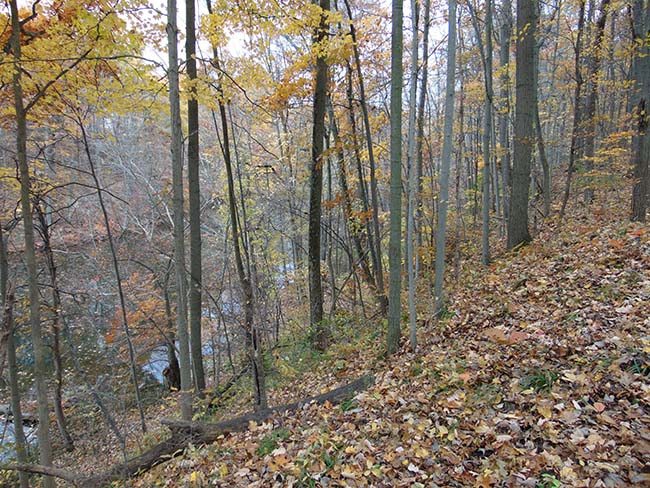 Pondview Trail trail along millpond