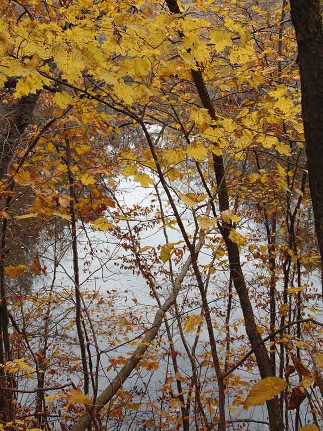 Pondview Trail pond through branches