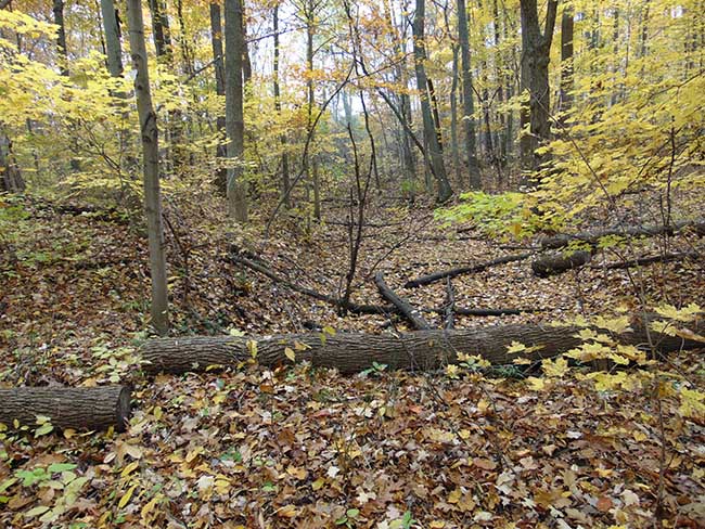 Westwood Trail streambed