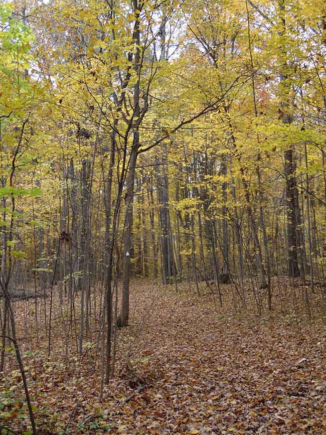 Westwood Trail on trail