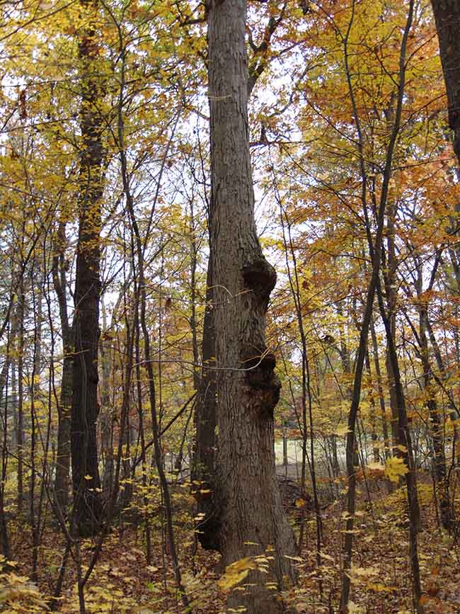 Westwood Trail white oak