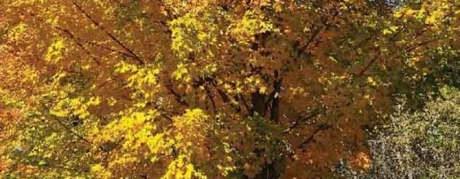 kids under fall tree