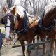 “Season’s Greetings” from Longwoods Road Conservation Area and  Ska-Nah-Doht Village and Museum!