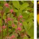 “Step into Nature”  Native Plants Workshop… for nature lovers, gardeners, the curious and fresh air enthusiasts!