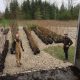 “2017 Tree Planting Season has Arrived!” LTVCA Branches Out with130,000 Trees on Order This Spring
