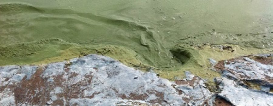 Public Meeting Tonight in Chatham on Lake Erie Phosphorus and Algae