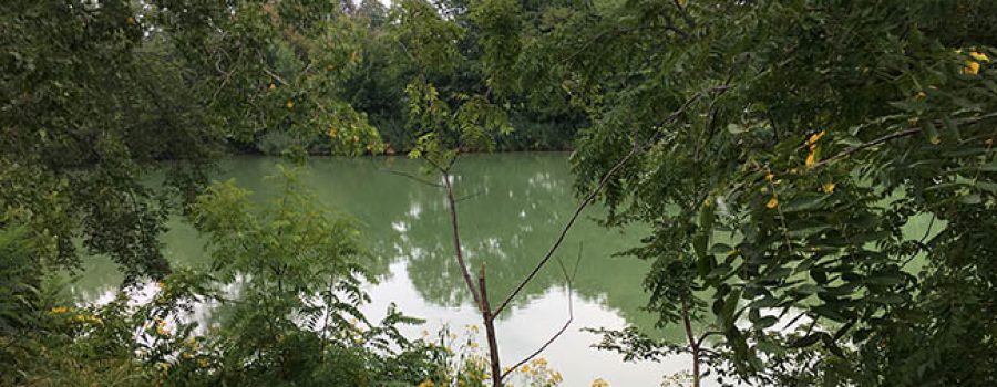 Thames River Blue-Green Algae Bloom