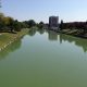 “People, Pets and Livestock Take a Cautious Approach” Thames River Blue-green Algae Bloom in Chatham Again
