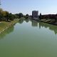 “People, Pets and Livestock Take a Cautious Approach”  Thames River Blue-green Algae Bloom in Chatham Again