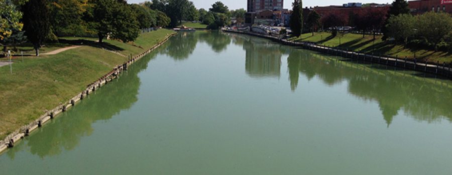 blue-green algae bloom on Thames River