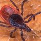 “Surveillance for Blacklegged Ticks Conducted in Our Conservation Areas”  Enjoy the Outdoors, But Stay Aware
